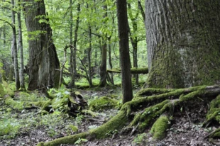 Puszcza Białowieska. Fot. Beata Hyży-Czołpińska