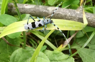 
Nadobnica alpejska Rosalia alpina jest gatunkiem narażonym na wyginięcie. Fot. Gabriel Gusztan
