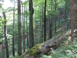 Największe skupienie obszarów dzikich, bez dróg i zabudowy, i ich kompleksów, to Karpaty, szczególnie wschodnie Bieszczady. Fot. Andrzej Jermaczek. Fot. Andrzej Jermaczek