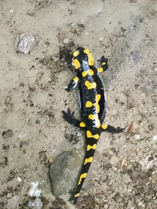 
Salamandra w Dolinie Wapienicy. Fot. Dagmara Stanosz
