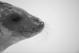Portret foki krabojada Lobodon carcinophaga. Fot. Wojciech Nawrocki