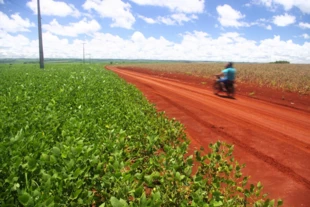 
Wielkopowierzchniowe plantacje soi na wschodzie Paragwaju. Fot. Wojciech Ganczarek
