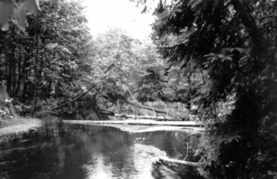 Tak wygląda dolina Rospudy. Jak długo jeszcze? Fot. Jacek Zachara