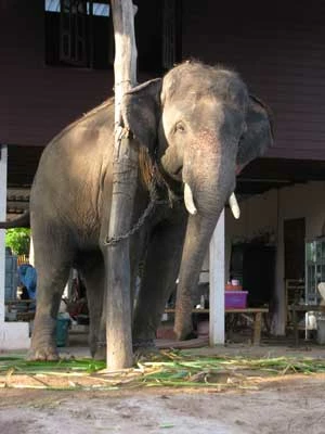 
W niewoli słonie trzymane są na krótkich łańcuchach uniemożliwiających im swobodne poruszanie się. Zwierzęta popadają w depresję. Fot. Maria Kuczkowicz
