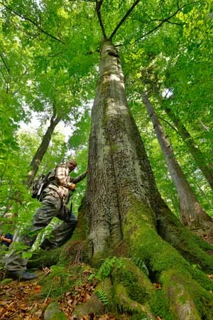 Buk zwyczajny Fagus sylvatica, wrzesień 2015 r., Arłamów. Fot. Grzegorz Leśniewski, Fundacja Dziedzictwo Przyrodnicze