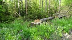 Puszcza Białowieska, rezerwat Szafera. Fot. Tomasz Zdrojewski