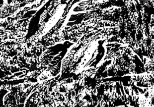 Rys. Krzysztof Figielski