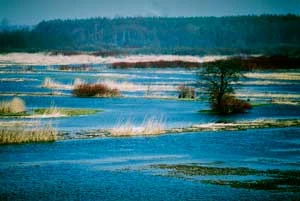 
Bagna Biebrzańskie. Fot. Ryszard Kulik
