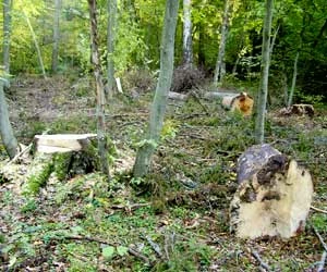 Gospodarka leśna w rezerwatach Puszczy Białowieskiej. Fot. Adam Bohdan