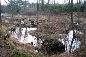 Terasa zalewowa po usunięciu zalewanych i zgryzanych drzew. Fot. Adam Kubiak