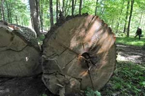 
Kilkusetletnie dęby wycięte w Puszczy Białowieskiej. Fot. Adam Bohdan
