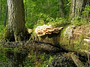 
Pieczołowicie usuwane z lasu zagospodarowanego martwe i zamierające drzewa stanowią kluczowy substrat dla najcenniejszych grzybów. Fot. Adam Bohdan
