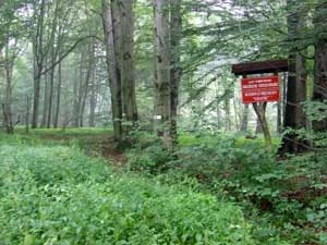 Ochrona bierna zaczyna być powszechną praktyką w rezerwatach leśnych, i wreszcie... coraz mniej osób to dziwi. Fot. Andrzej Jermaczek