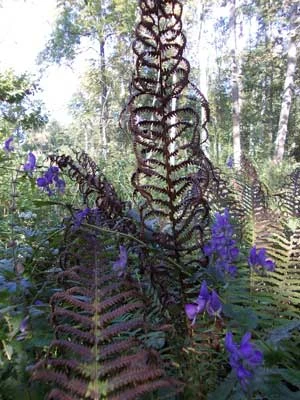 Tojad dziobaty (Aconitum variegatum wsród pióropusznika strusiego (Matteucia struthiopteris). Fot. Anna Ślęzak