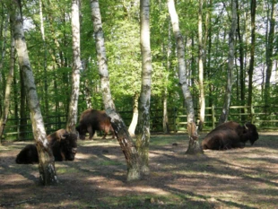 Żubry w Nowym Zoo. Fot. Bartosz Świątek