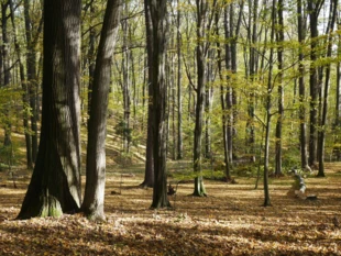 Źródliska Ślęzy – starolas częściowy wycięty w 2024 r. Fot. Paweł Kisiel