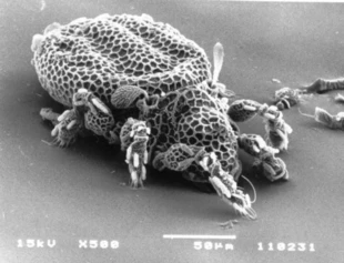 „Szanuj gatunki. Zwróć uwagę na małe organizmy” cytat z Walter D, Proctor H. Mites. Ecology, Evolution and Behaviour. CABI Publishing, New York, USA 1999. Fot. Piotr Skubała