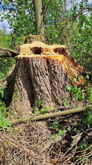 Ścięte nielegalnie drzewo na działce nr 120. Fot. Andrzej Kołodziejczyk