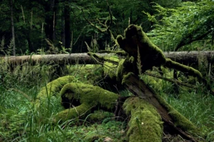 
Puszcza Białowieska. Fot. Beata Hyży-Czołpińska
