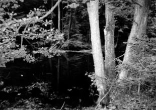 Przyroda doliny Rospudy. Fot. Jacek Zachara