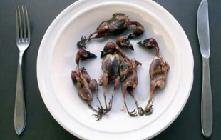 Jedną z przeszkód w skutecznej ochronie ptaków śpiewających jest zapotrzebowanie na nie ze strony branży gastronomicznej. Fot. Hans Peeters