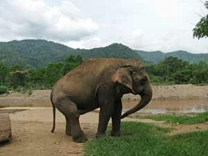 
Hodowcy słoni dobierają pary do rozpłodu według własnego uznania. Nieuruchomiana linami i hakami samica nie może się bronić przed zbyt ciężkim samcem, który w konsekwencji łamie jej kręgosłup. Fot. Maria Kuczkowicz
