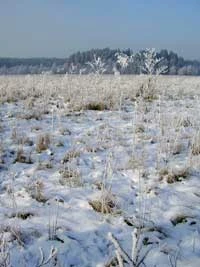 Torfowiska nad Rospudą w miejscu planowanej drogi. Fot. Adam Bohdan