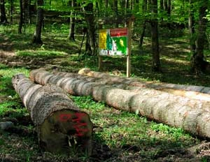 Rezerwat „Na opalonym” na terenie projektowanego Turnickiego PN. Fot. Przemysław Kunysz