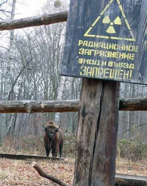 Żubr w Zonie czarnobylskiej na Białorusi. Fot. Igor Byszniow