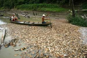 
Miliony ludzi i zwierząt już dziś cierpi z powodu zmian klimatu. Dramatyczne susze na Amazonce to tylko jeden z przykładów. © Greenpeace
