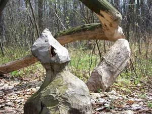 Twórczość bobrów w dolinie Olszówki. Fot. Adam Kubiak
