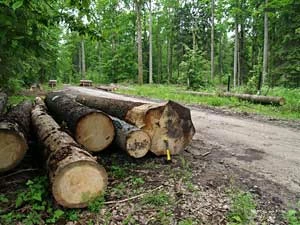 Puszcza Białowieska. Ochrona siedliska konarka tajgowego. Fot. Adam Bohdan
