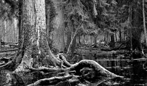 Puszcza Białowieska. Fot. Janusz Korbel