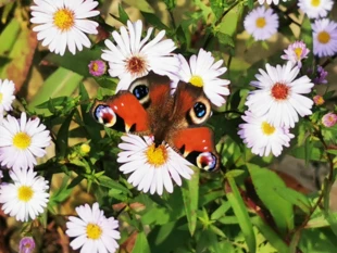 Rusałka pokrzywnik – gąsienice tego pięknego motyla żerują na... pokrzywach. Fot. Łukasz Łuczaj