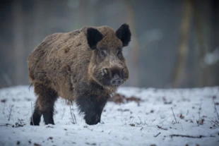 Obecność dzików w mieście to w dużej mierze nasza wina. Fot. vladimircech