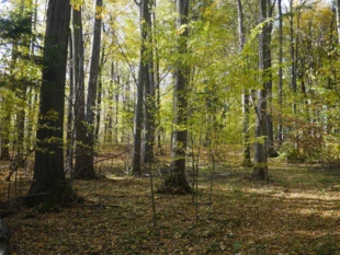 Źródliska Ślęzy – starolas częściowy wycięty w 2024 r. Fot. Paweł Kisiel