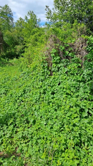 „Polska liana” – chmiel w lesie łęgowym na działce nr 120. Fot. Andrzej Kołodziejczyk
