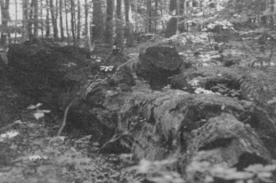 W Nadleśnictwie Krzeszowice. Fot. Mariusz Waszkiewicz