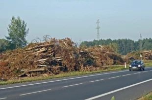 Drzewa wycięte w ramach tzw. specustawy drogowej – przygotowania do budowy obwodnicy Olsztyn, wrzesień 2016 r. Fot. Krzysztof A. Worobiec