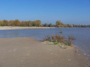 
Piaszczyste łachy i nieuregulowane brzegi środkowej Wisły to skarb na skalę Europy, miejsce schronienia gatunków lokalnych i wędrownych, ale co najważniejsze to obszar wykonujący dla nas bardzo ważne usługi ekosystemowe – np. zapobieganie katastrofalnym powodziom, utrzymanie poziomu wód gruntowych, samooczyszczanie rzeki. Fot. Jan Marcin Węsławski
