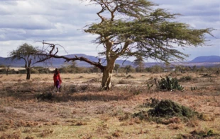 
Kenijskie równiny to dom Masajów. Fot. Mariëlle van Uitert/Survival, survivalinternational.org
