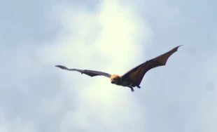 
Rudawka mauritiuska w locie – rozpiętość jej skrzydeł to około 1 m. Fot. Marta Szurlej
