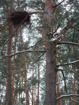 
Gniazdo bociana czarnego Ciconia nigra w Miżryczeńskim Regionalnym Parku Krajobrazowym. Wokół gniazd tego gatunku wyznaczana jest strefa ochronna o promieniu 1 km. Fot. Archiwum KCE-K
