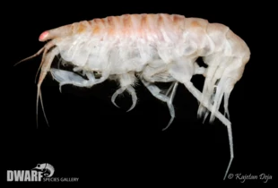 Ten jednooki skorupiak z Północnego Atlantyku (Paroediceros lynceus) ma kilkunastu bardzo podobnych krewnych, ale życie każdego z nich w istotny sposób różni się od pobratymców. Jeden żeruje na miniaturowych nicieniach, inny zbiera na dnie szczątki roślinne, jeszcze inny tylko zeskrobuje z roślin nalot mikroorganizmów. Każdy ma inny tryb życia i rozmnażania, każdy inaczej reaguje na zmiany środowiska. Wiadomość, że na danym obszarze jest 300 gatunków z tej grupy zwierząt, to informacja tej samej jakości jak „w tym budynku mieszka 300 osób”, ale kim oni – artystami? więźniami? jedną dużą rodziną? Fot. Kajetan Deja, projekt DWARF iopan.pl/projects/Dwarf/species_gallery/crustacea/Paraoediceros_lynceus.jpg