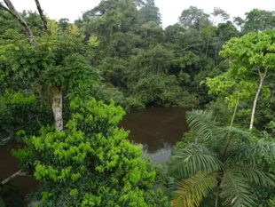 
Unikalne lasy deszczowe Ameryki Południowej. Fot. Magdalena Barczyk
