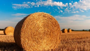 
Przemysłowe rolnictwo i przemysł spożywczy są prawie tak samo istotne w wywołaniu kryzysu klimatycznego jak paliwa kopalne Fot. pixabay.com

