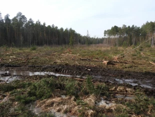 
Wycinka w Nadleśnictwie Suchedniów wykonana bez zatwierdzonego planu urządzenia lasu. Fot. Augustyn Mikos
