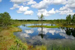 
Park Narodowy Lahemaa to duma Estończyków. Na założony w 1971 roku park składa się mozaika bagien, lasów, płytkich jezior, w których przeglądają się niskie sosny, wybrzeża oraz dworów i wsi rybackich. Fot. Kazimierz Popławski
