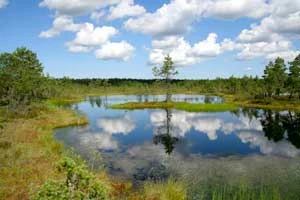 
Park Narodowy Lahemaa to duma Estończyków. Na założony w 1971 roku park składa się mozaika bagien, lasów, płytkich jezior, w których przeglądają się niskie sosny, wybrzeża oraz dworów i wsi rybackich. Fot. Kazimierz Popławski
