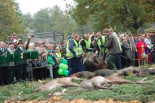 
Wokół wydzielonej strefy, w której układane są martwe zwierzęta, stłoczyło się kilkaset osób – ojcowie, matki, dzieci młodsze i starsze. Po zakończenie rytuału odgradzająca lina opadnie a rodzice z dziećmi zaczną krążyć pośród zwierząt i robić sobie pamiątkowe zdjęcia. Fot. Joanna Bieńkowska
